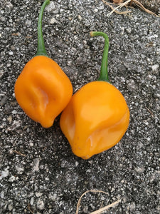 Aji Berry Amarello (Pepper Seeds)