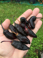Load image into Gallery viewer, Black B@stard (Pepper Seeds)(Limited)