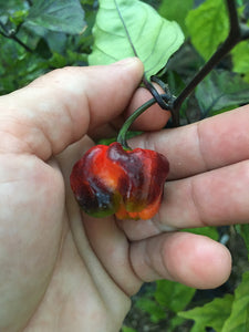 Black Betty Red (Pepper Seeds)