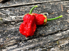 Load image into Gallery viewer, Apocalypse Bubblegum (Pepper Seeds)