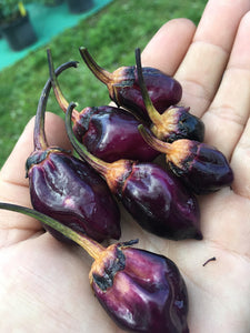 M.A.M.P. Black BerryGum (Pepper Seeds)