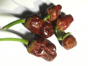 7 Pot Bubblegum Chocolate (Pepper Seeds)