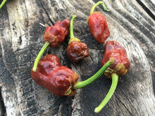 Load image into Gallery viewer, 7 Pot Bubblegum Chocolate (Pepper Seeds)