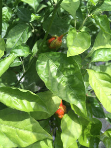 BBG Calyx First Red (Pepper Seeds)
