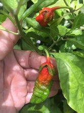 Load image into Gallery viewer, BBG Calyx First Red (Pepper Seeds)