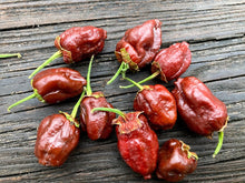 Load image into Gallery viewer, 7 Pot BubbleGum Large Chocolate  (Pepper Seeds)