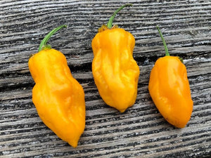 BBG Solid Orange Horizon (Pepper Seeds)