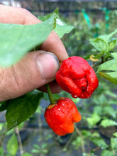 Load image into Gallery viewer, Bubblegum Moruga (Pepper Seeds)