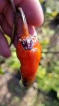 Load image into Gallery viewer, BBG Red Horizon JC (Pepper Seeds)