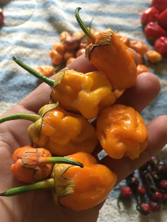 7 Pot Bubblegum Orange (Pepper Seeds) – Towns-End Chili & Spice