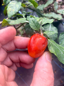 Bubblegum Purple Ghostscorpion Red (Pepper Seeds)