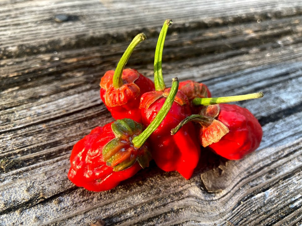 7 pot bubblegum plant 7 Pot Bubblegum Red (Pepper Seeds) – Towns-End Chili & Spice