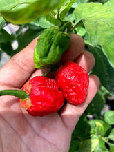 Load image into Gallery viewer, 7 Pot Bubblegum Red (Pepper Seeds)