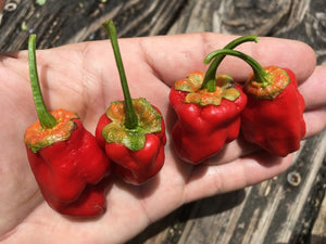 7 Pot Bubblegum Pointed Red (Pepper Seeds)