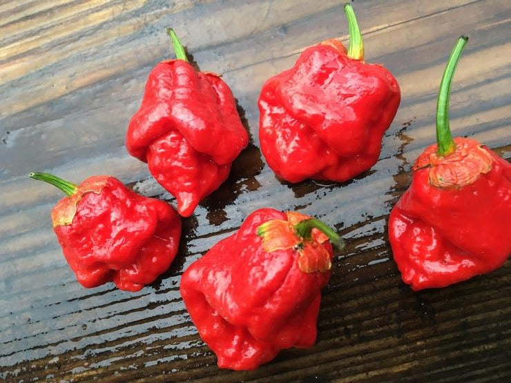 7 pot bubblegum plant 7 Pot Bubblegum Large Red (Pepper Seeds)