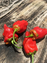 Load image into Gallery viewer, 7 Pot Bubblegum Pointed Red (Pepper Seeds)