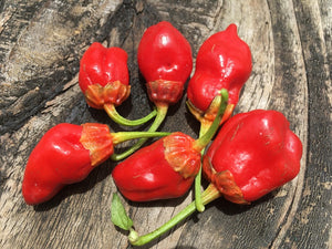 7 Pot Bubblegum Smooth Red (Pepper Seeds)