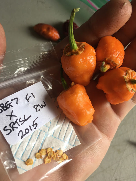 BBG x SRTSL (Pepper Seeds)