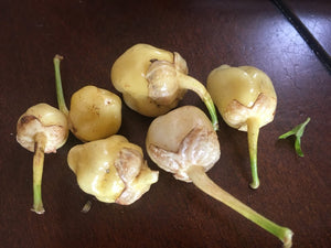 7 Pot Bubblegum Yellow/Cream (Pepper Seeds)