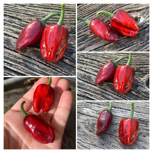 Load image into Gallery viewer, Bryan’s Purple Rainbow Blood (Pepper Seeds)