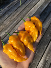 Load image into Gallery viewer, Bad Brains (Pepper Seeds)