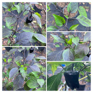 Bryan's Black Blood (Pepper Seeds)