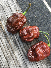 Load image into Gallery viewer, Bhutlah Cheesehead Chocolate (Pepper Seeds)