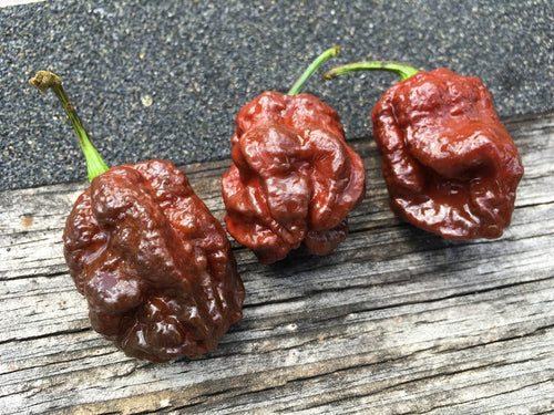 Bhutlah Cheesehead Chocolate (Pepper Seeds)