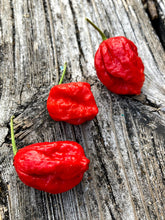 Load image into Gallery viewer, Bhutlah Decimator (Pepper Seeds)