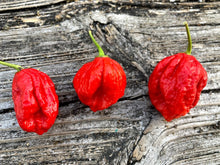 Load image into Gallery viewer, Bhutlah Decimator (Pepper Seeds)
