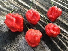 Load image into Gallery viewer, Bhutlah Decimator (Pepper Seeds)