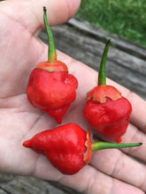 Load image into Gallery viewer, BhutlahGum x MAMP (Squated)(Pepper Seeds)