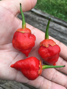 BhutlahGum x MAMP (Squated)(Pepper Seeds)