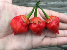 Load image into Gallery viewer, BhutlahGum x MAMP (Squated)(Pepper Seeds)