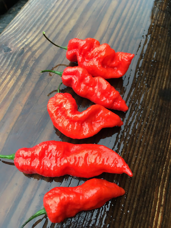 Bhut Jolokia Indian Carbon Red (Pepper Seeds)