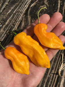 Bhut Indian Carbon Yellow (Pepper Seeds)