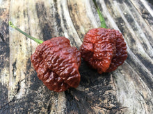 Load image into Gallery viewer, Bismark Chocolate (Pepper Seeds)