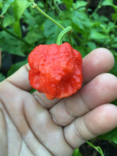 Load image into Gallery viewer, Bismark Red (Pepper Seeds)