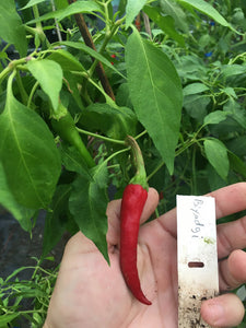 Biyadgi (Pepper Seeds)