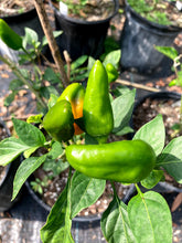 Load image into Gallery viewer, Holly-Anne Yellow (Pepper Seeds)