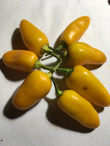 Holly-Anne Yellow (Pepper Seeds)