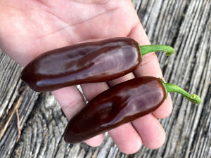 Jalapeno Brown (Pepper Seeds)