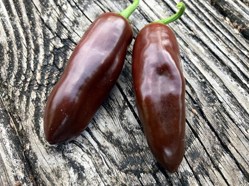 Jalapeno Brown (Pepper Seeds)