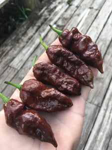 Bhut Jolokia Chocolate (Pepper Seeds)