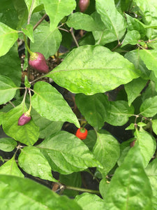 Bhut Jolokia Purple/Red "Purple Ghost" (Pepper Seeds)