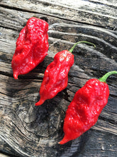 Load image into Gallery viewer, &quot;Ghost&quot; Bhut Jolokia Red (Pepper Seeds)