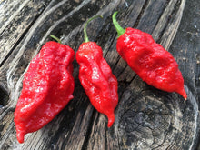 Load image into Gallery viewer, &quot;Ghost&quot; Bhut Jolokia Red (Pepper Seeds)