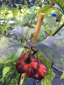 Black Betty Red (Pepper Seeds)