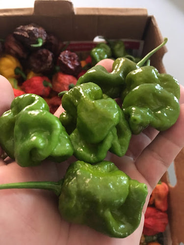 Bhutlah Mustard (Pepper Seeds)