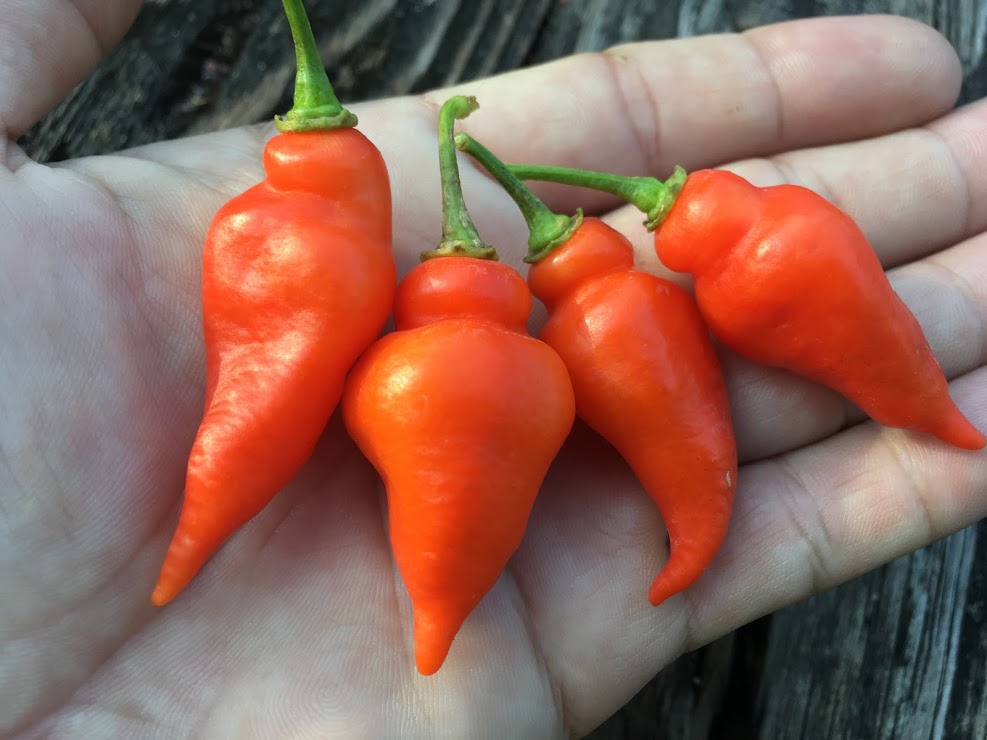 Long Biquinho (Pepper Seeds)